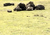 Ngorongoro Conversation Area