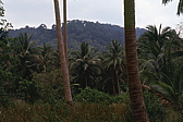 131_palmenwald.jpg