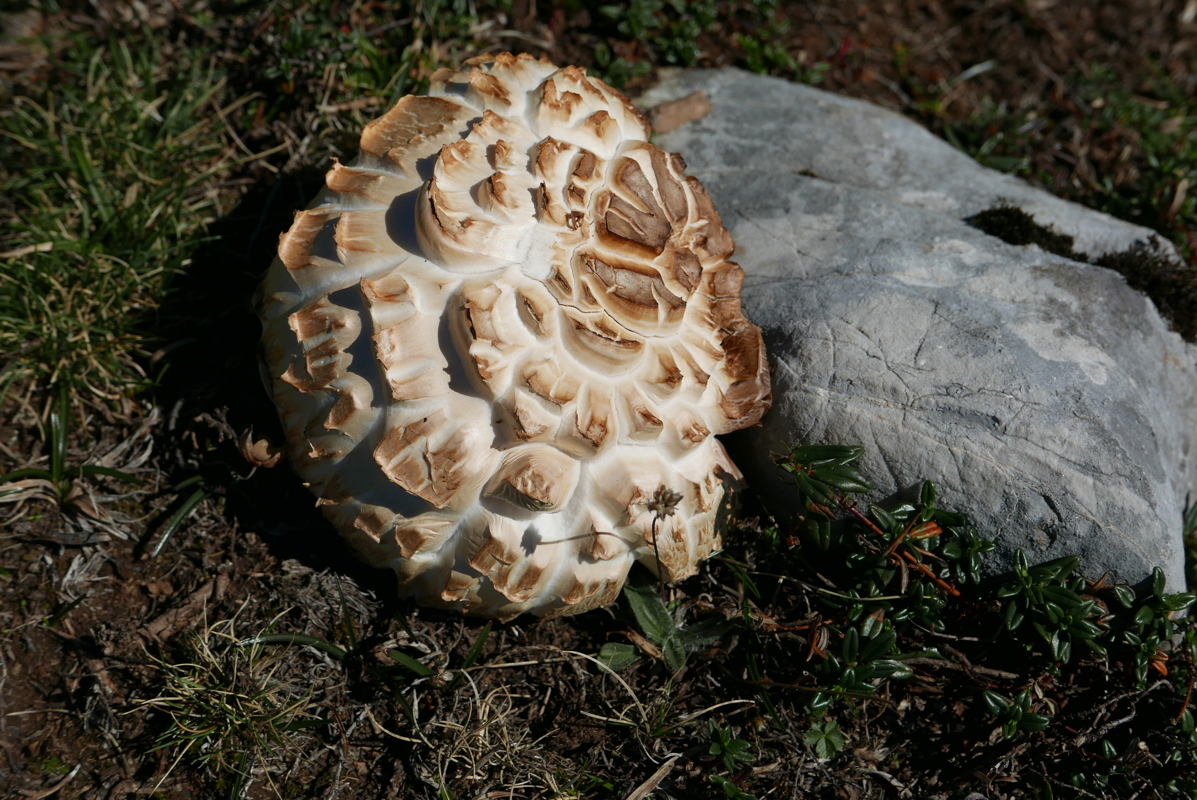 p1100560.jpg