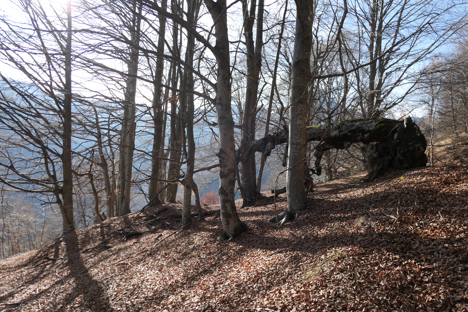p1040737.jpg