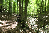 p1005343.jpg