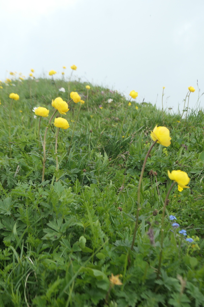 p1005436.jpg