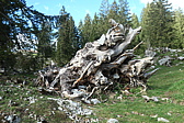 p1004710.jpg