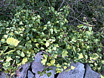 img_4018.jpeg