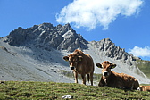 p1005609.jpg