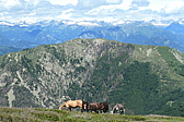 p1005387.jpg