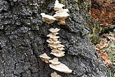 p1050580.jpg