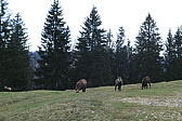 p1010775.jpg