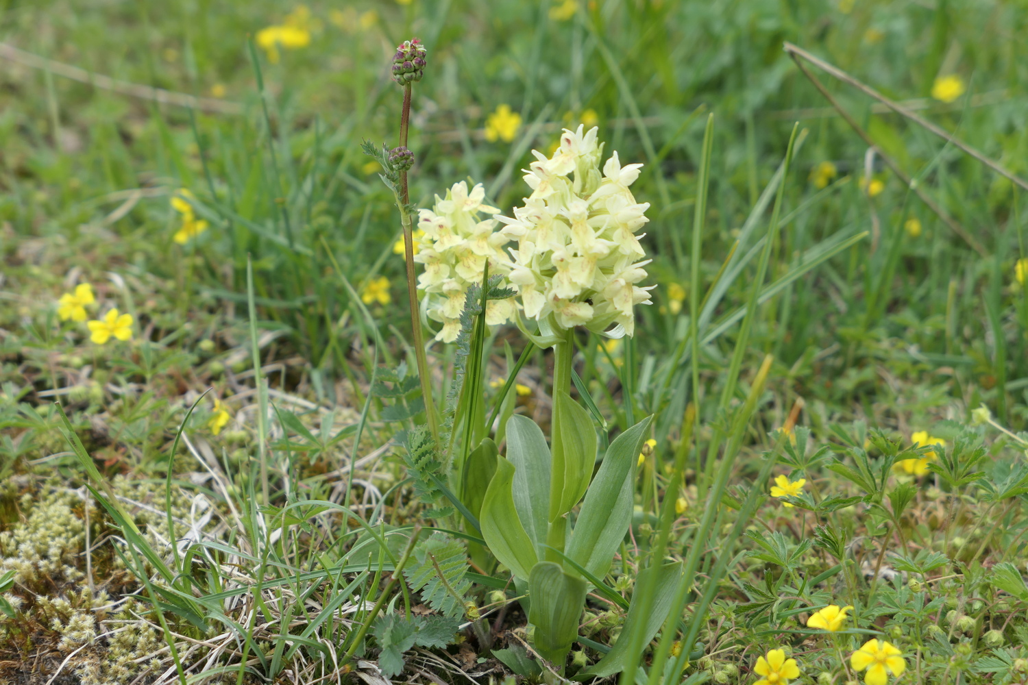 p1020145.jpg
