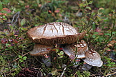 p1030550.jpg